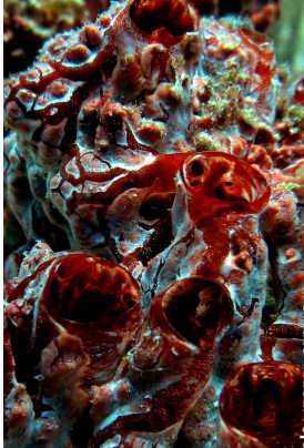 REEFS