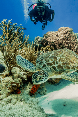 TURTLES