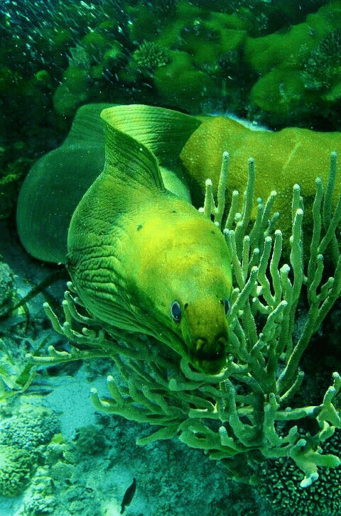 GREEN MORAY EEL