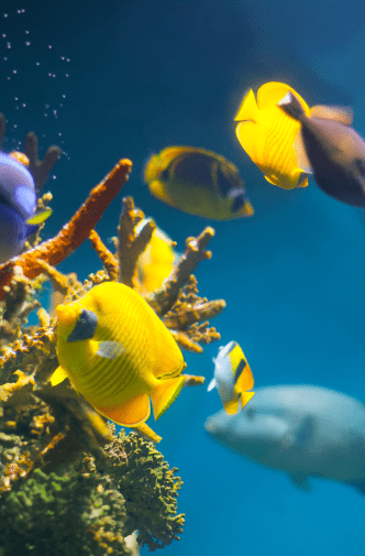 CORALS