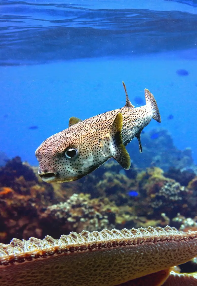 PUFFERFISH