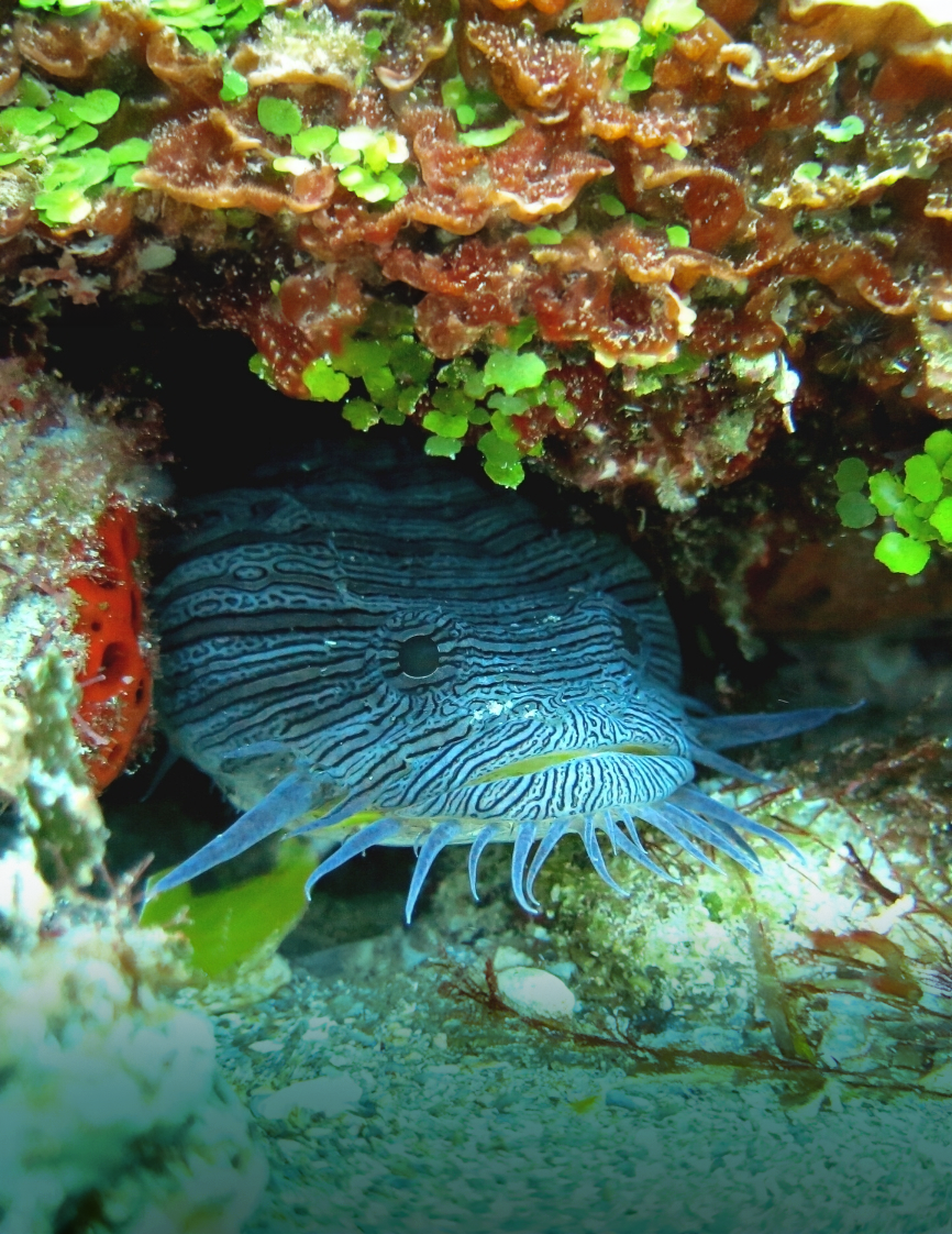 FROGFISH
