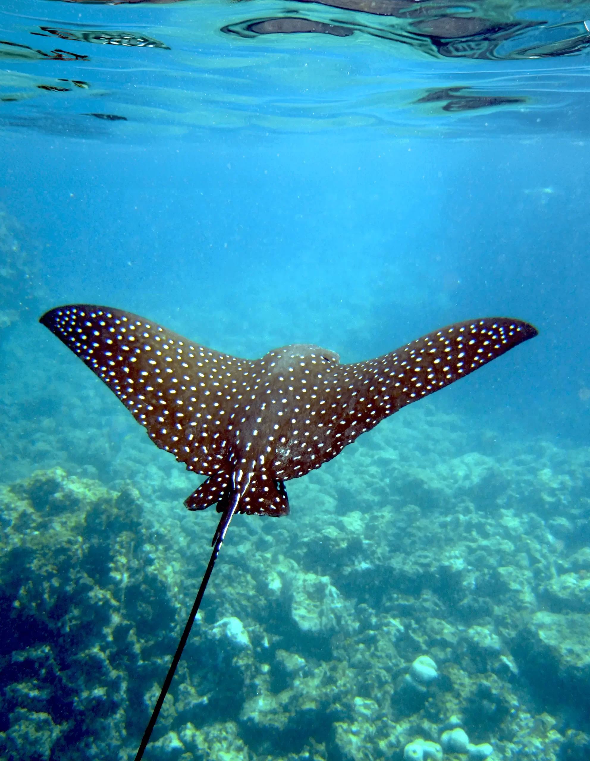 EAGLE RAY