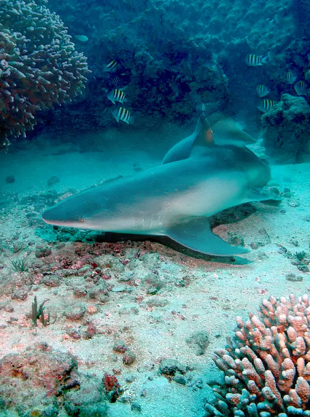 CATSHARK